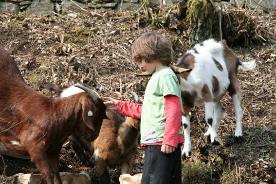 Ziegen